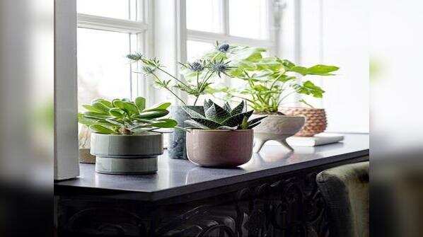 Plants
