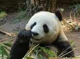 Giant Panda's have now been removed from the endangered list