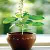 Article image for: <i class="tbold">basil</i>