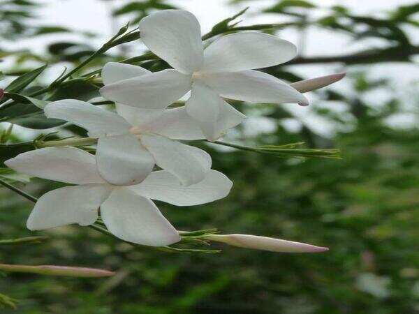 Jasmin