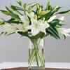 Lilies