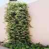 Vines