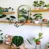 Know this season's trendy indoor plants