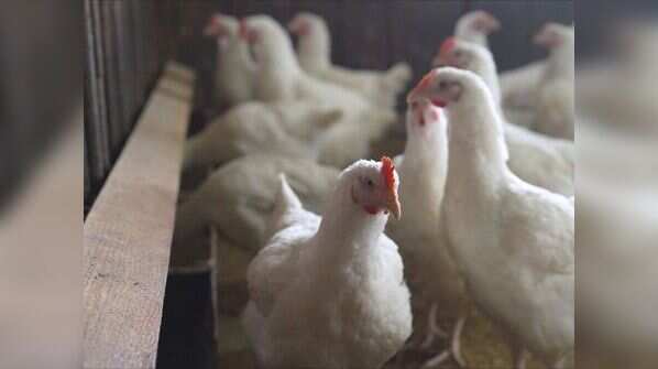 What is Bird Flu?