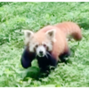 Article image for: Female red panda Yeshi gives birth to cub at Darjeeling zoo