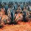 How is Tequila produced?