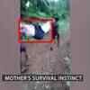 Article image for: Mother’s survival instinct: Pregnant tribal woman carried 8 km in jholi in Madhya Pradesh