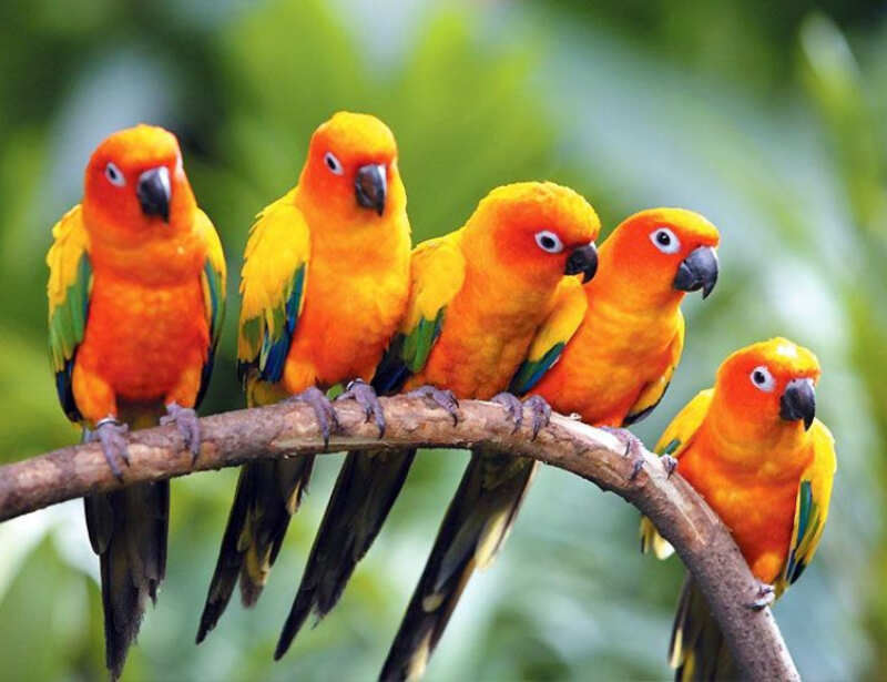No Bird Lover Should Miss These Top Bird Sanctuaries in India