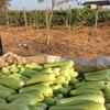 Prakash raj farm