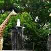 Bringing wildlife back to the city
