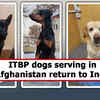 Article image for: ITBP dogs serving in Afghanistan return to India
