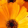Article image for: Calendula - <i class="tbold">october</i>