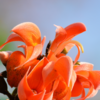 Article image for: Palash - Goddess <i class="tbold">saraswati</i>
