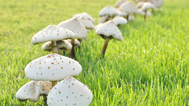 Colorado Mushroom Festival: a celebration of a kind!