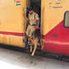 Dog Squad at Railway Station