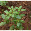 Article image for: <i class="tbold">basil</i>