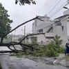 Article image for: Trees uprooted at <i class="tbold">samar</i> Vihar Colony