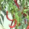 Article image for: Manipur: Sirarakhong Chilli, Tamenglong Orange gets <i class="tbold">gi tag</i>