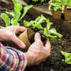 ​Gardening