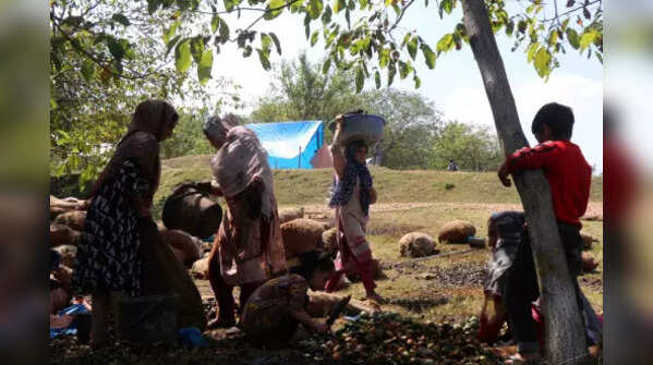 Walnuts production in J&K