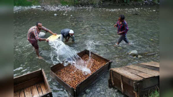 Walnuts production in J&K