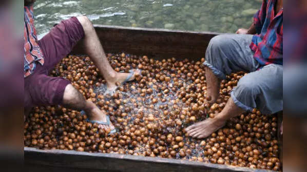 Walnuts production in J&K