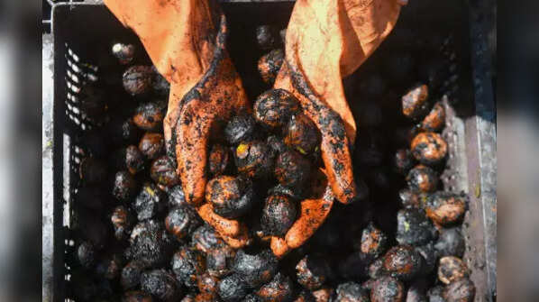 Walnuts production in J&K