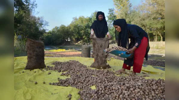 Walnuts production in J&K