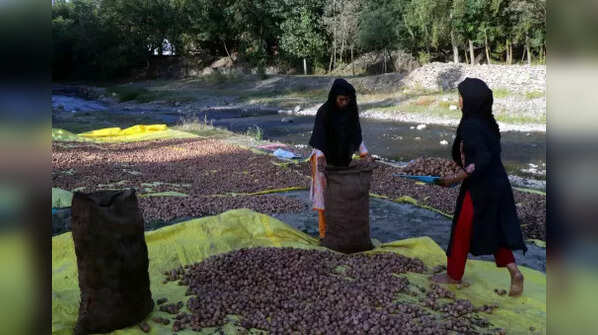 Walnuts production in J&K
