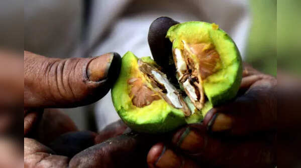 Walnuts production in J&K