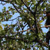 Article image for: Walnuts production in J&K