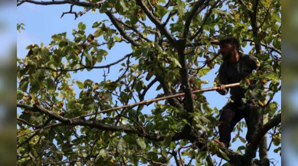 Walnuts production in J&K