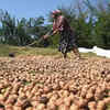 Article image for: Walnuts production in J&K