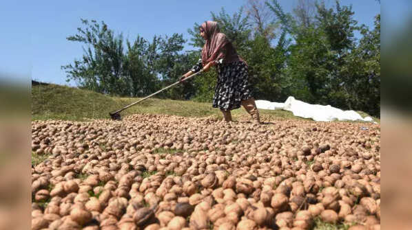 Walnuts production in J&K