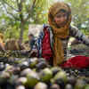 Article image for: Walnuts production in J&K