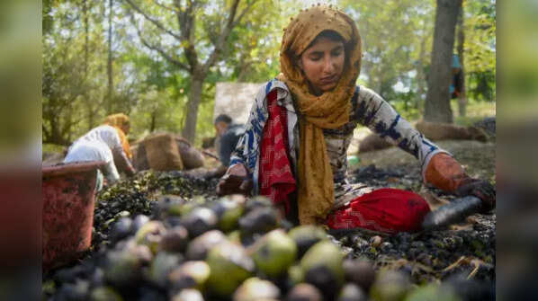 Walnuts production in J&K