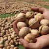 Article image for: Walnuts production in J&K