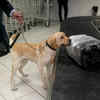 Do Dogs At The Airport Sniff For Drugs