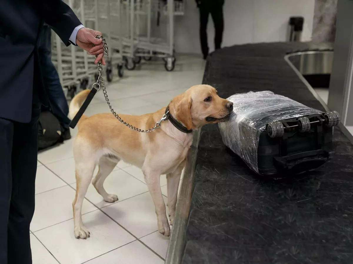 do dogs at the airport sniff for drugs