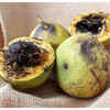 ​Side effects of Black Walnuts