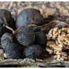 Boosts digestive system