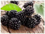 ​Blackberries