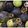 ​Black walnuts