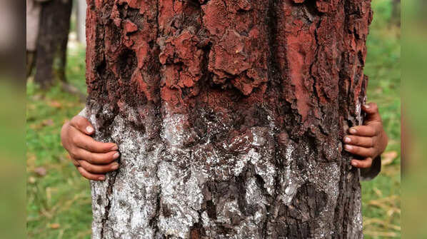 Movement against tree felling in Uttarakhand