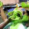 TMC supporters celebrate West Bengal CM Mamata Banerjee's win in Bhowanipore by-polls