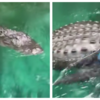 Article image for: Croc courtesy: Woman has close encounter with crocodile