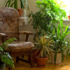 Provide a biophilic touch
