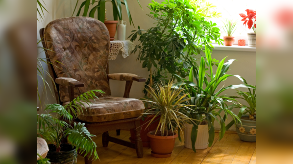 Provide a biophilic touch