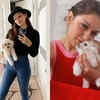 Hansika's Maltese, Teddy Motwani