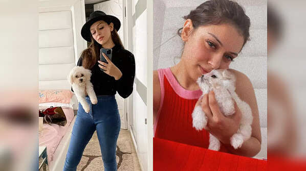 Hansika's Maltese, Teddy Motwani